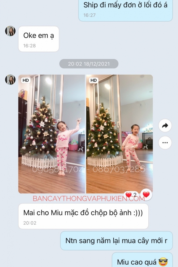 COMBO Cây Thông Cước Đầu Vàng Gắn Chùm Trái Đỏ - Y Thông Thật - 1.5M