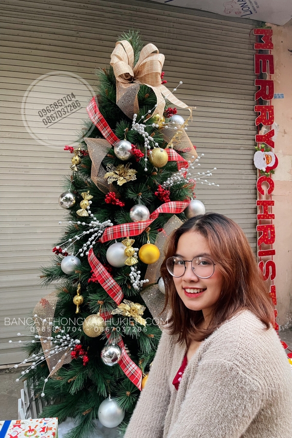 COMBO Cây Thông Cước Đầu Vàng Gắn Chùm Trái Đỏ - Y Thông Thật Cao Cấp Căn Hộ - 1.8M