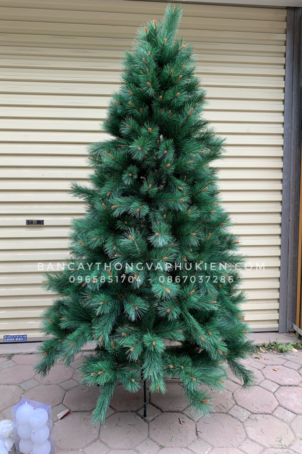 COMBO Cây Thông Cước Đầu Vàng Gắn Chùm Trái Đỏ - Y Thông Thật Kim Bạch Lễ Hội Hoa - 2.4M