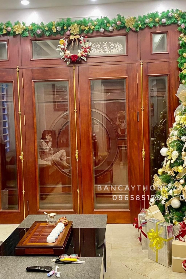 COMBO Cây Thông Cước Đầu Vàng Gắn Chùm Trái Đỏ - Y Thông Thật Kim Vàng Giọt Lệ - 2M