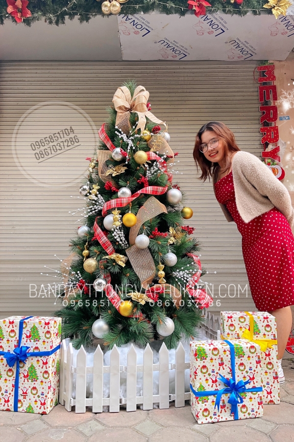 COMBO Cây Thông Cước Đầu Vàng Gắn Chùm Trái Đỏ - Y Thông Thật Cao Cấp Căn Hộ - 1.8M