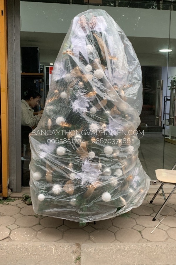 COMBO Cây Thông Cước Đầu Vàng Gắn Chùm Trái Đỏ - Y Thông Thật Kim Bạch Lễ Hội Hoa - 2.4M