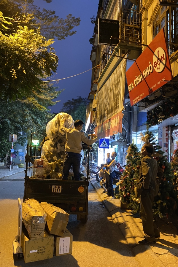 COMBO Cây Thông Cước Đầu Vàng Gắn Chùm Trái Đỏ - Y Thông Thật Kim Bạch Lễ Hội Hoa - 2.4M