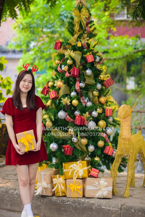 COMBO Cây Thông Xanh 2M4 COMBO Cây Thông Xanh 2M4